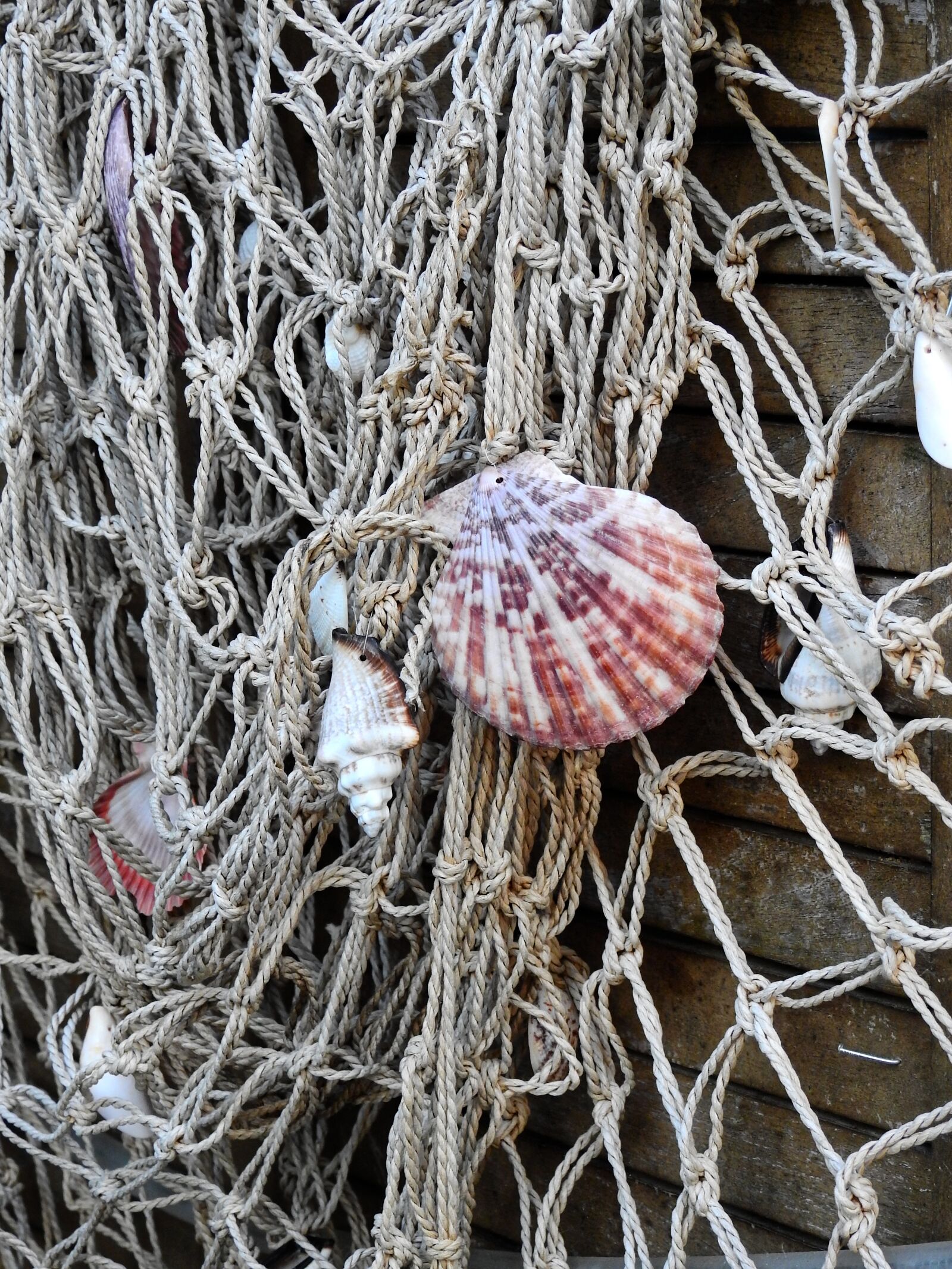 Nikon Coolpix P900 sample photo. Shell, sea, lake photography