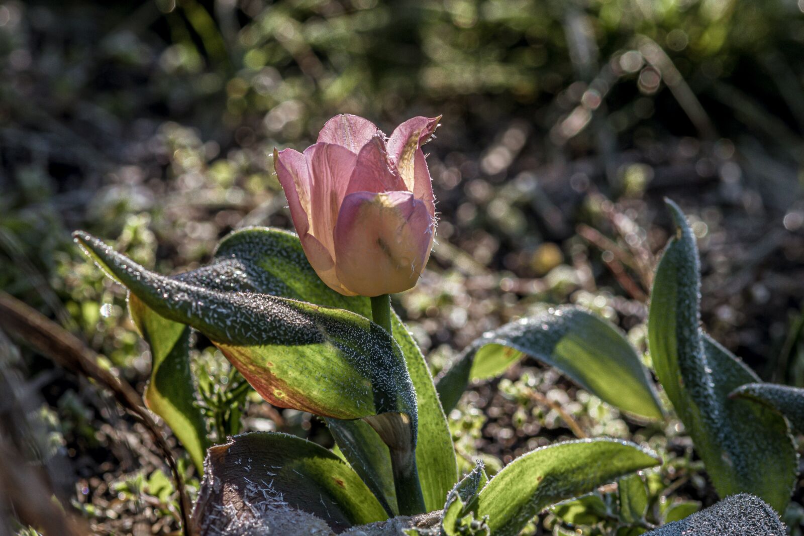 Pentax K-S2 sample photo. Flower, tulip, blossom photography