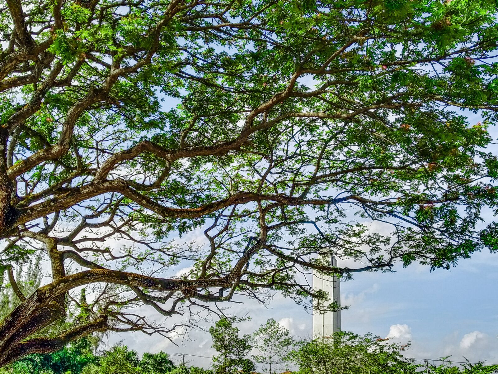 Xiaomi Mi A2 Lite sample photo. Tree, wood, leaves photography