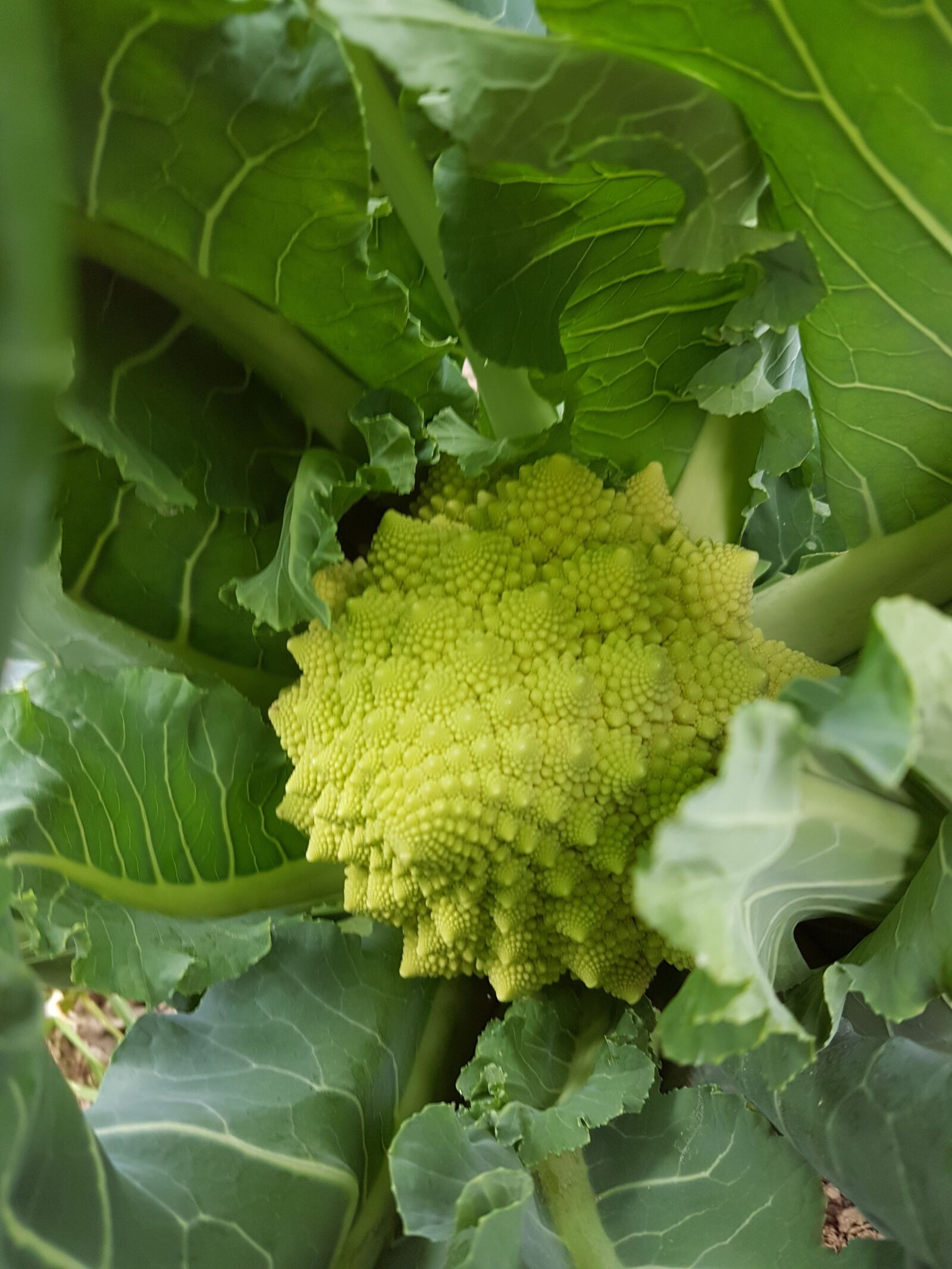 Samsung Galaxy S7 Edge sample photo. Broccoli, vegetable, pyramidal photography