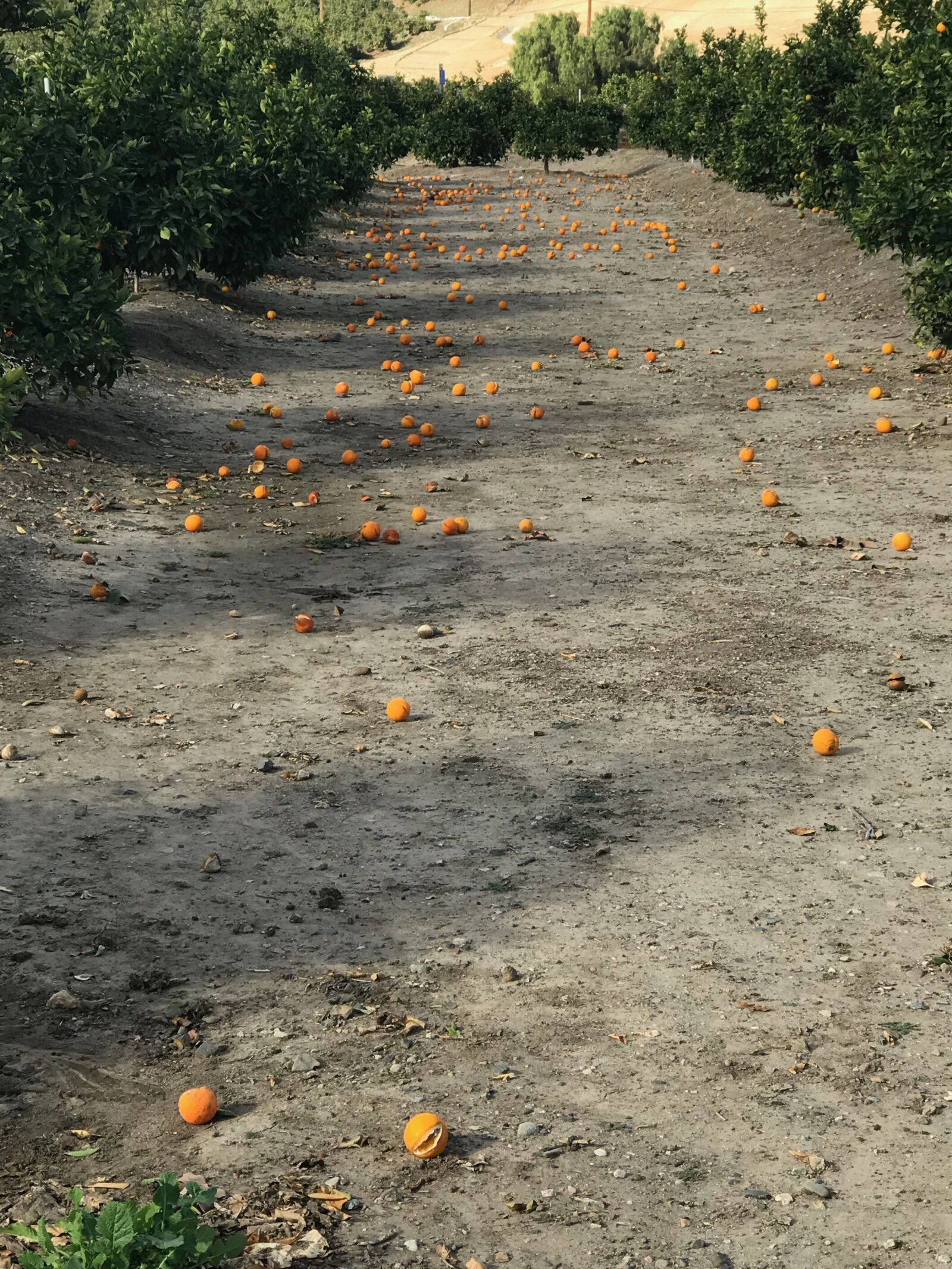 Apple iPhone 7 Plus sample photo. Harvest, oranges, spoiled photography
