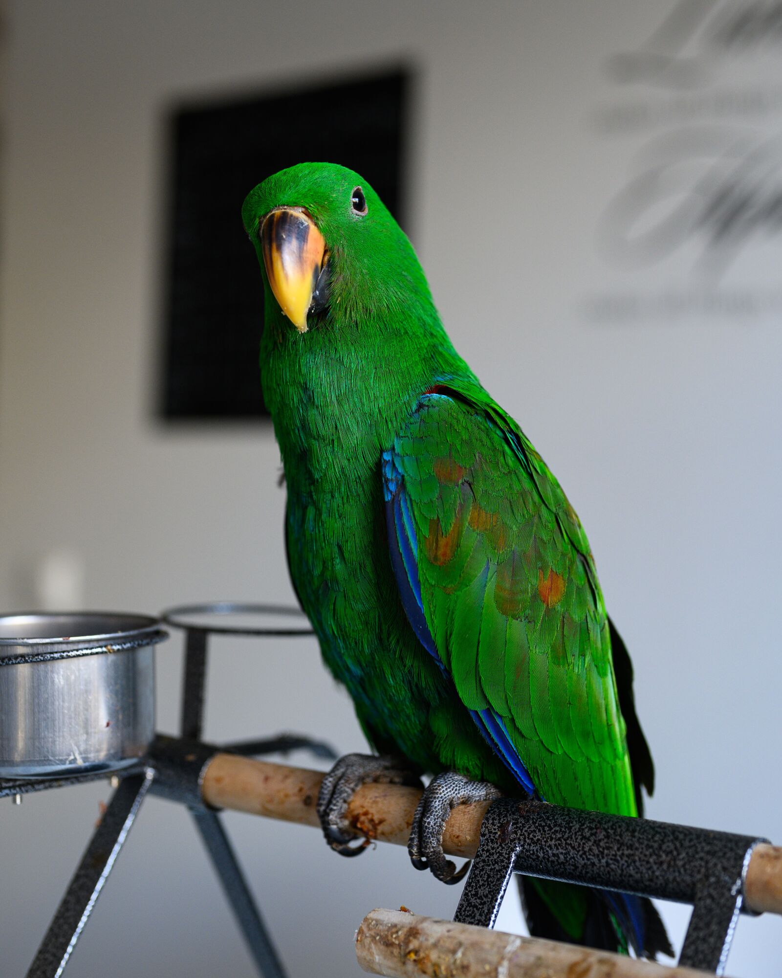 Nikon Nikkor Z 50mm F1.8 S sample photo. Parrot, eclectus roratus, green photography