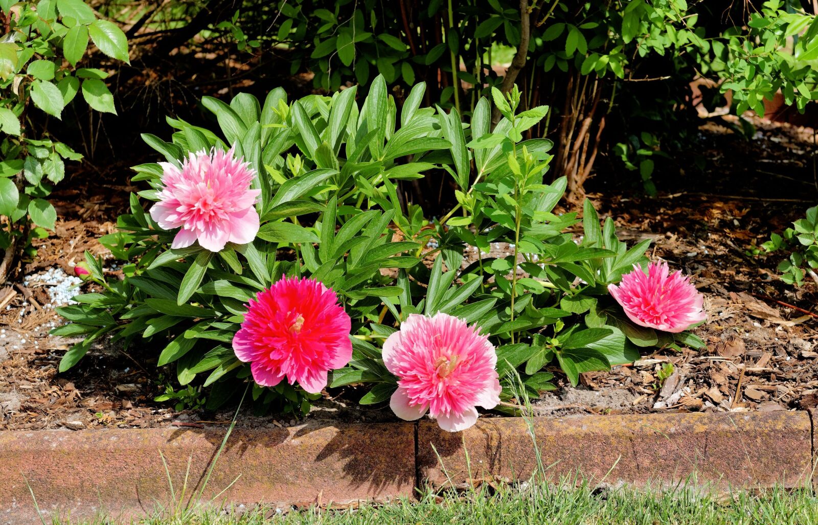 Sony a99 II sample photo. Flowers, peony, red photography