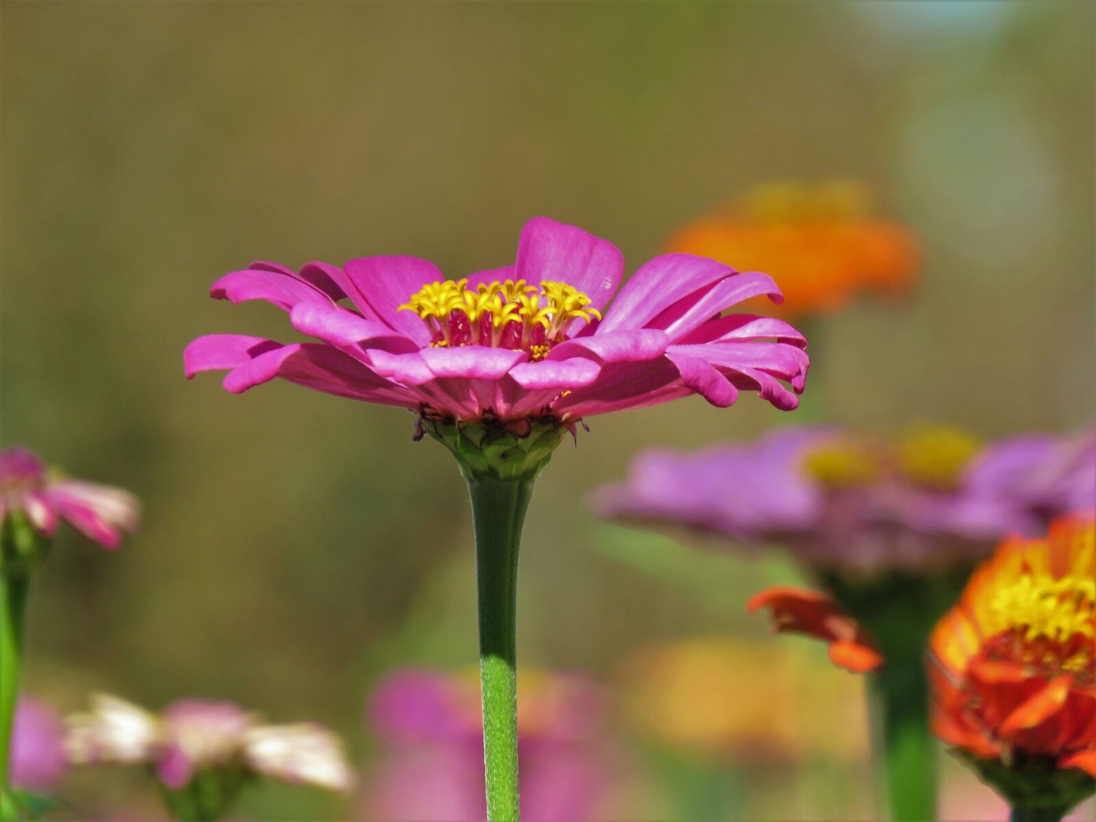 Canon PowerShot SX60 HS sample photo. Flower, macro, pink photography