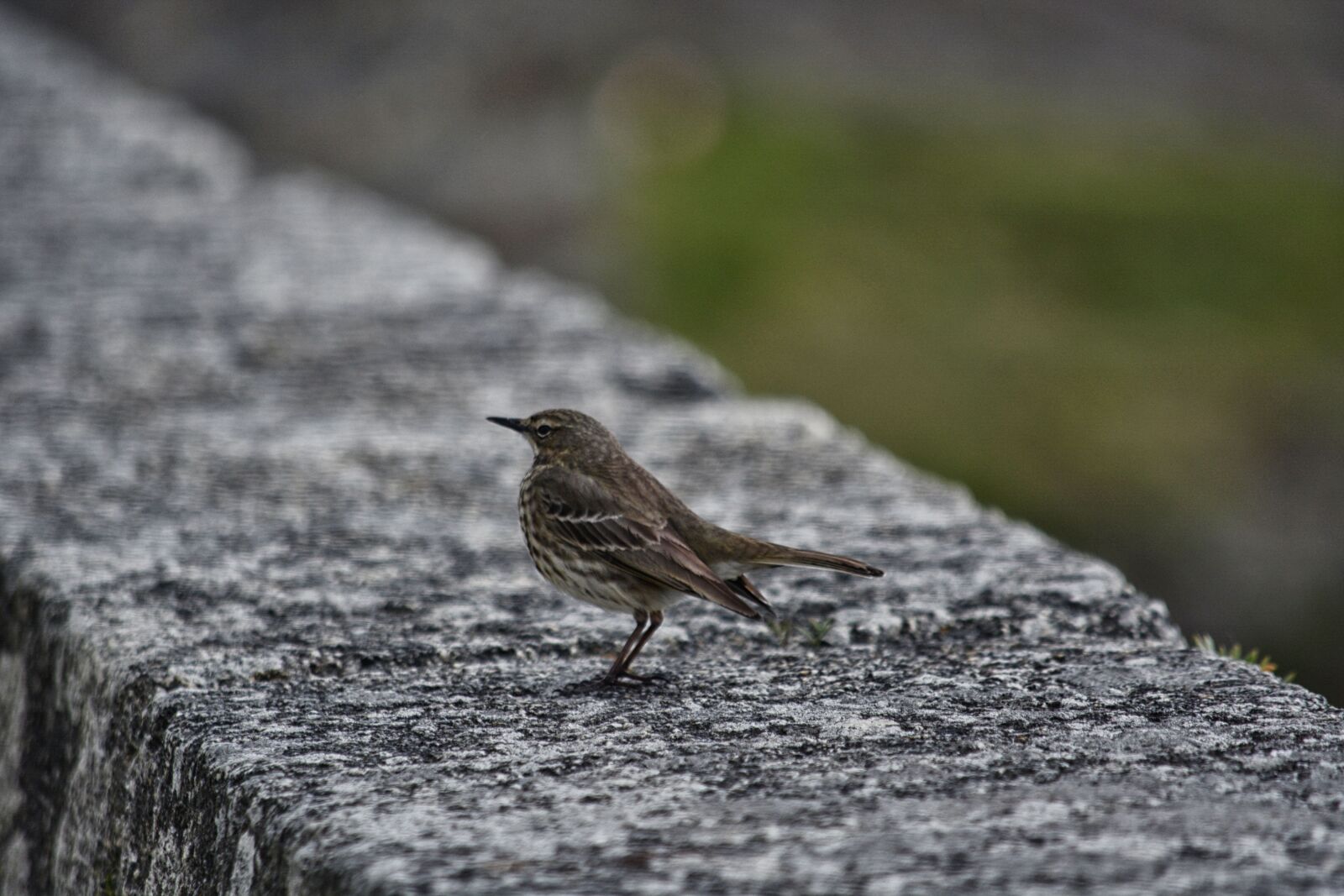 Nikon D5200 sample photo. Animalier, la, nature, moineau photography