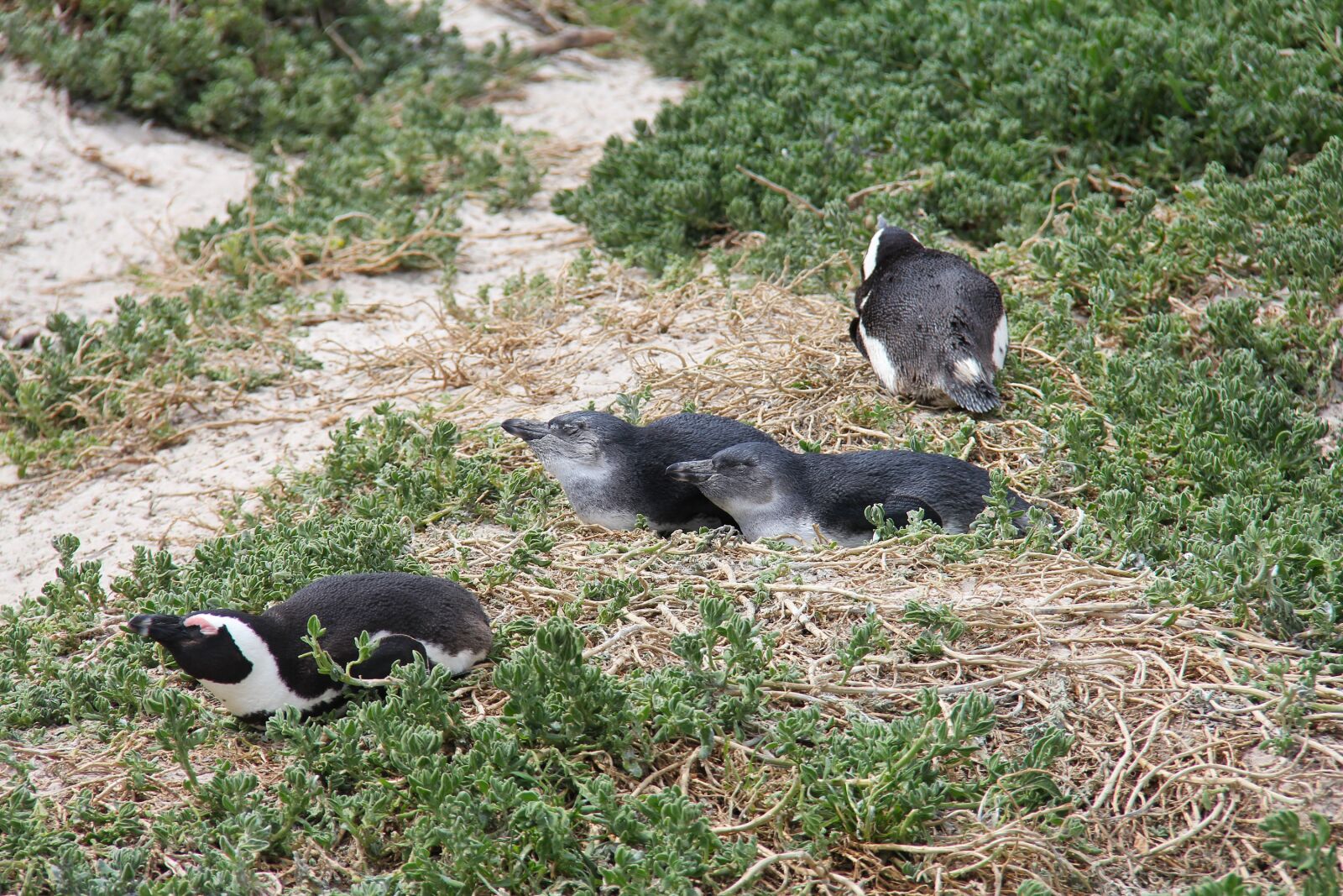 Canon EF-S 18-200mm F3.5-5.6 IS sample photo. Penguins, cute, cuddly photography