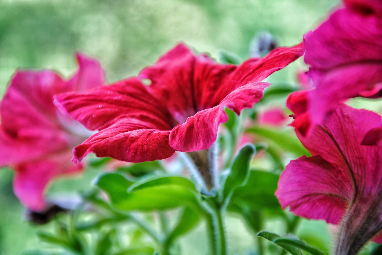 Nikon D3000 sample photo. Flower, blossom, bloom photography