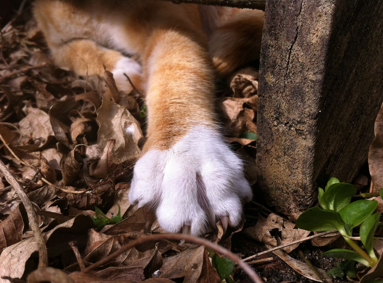 iPhone 4 back camera 3.85mm f/2.8 sample photo. European shorthair, leg, claw photography