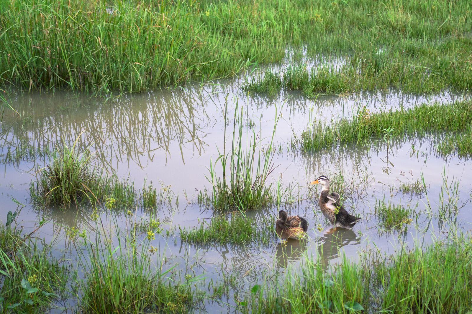 Canon EOS 750D (EOS Rebel T6i / EOS Kiss X8i) sample photo. Animal, duck, grass photography