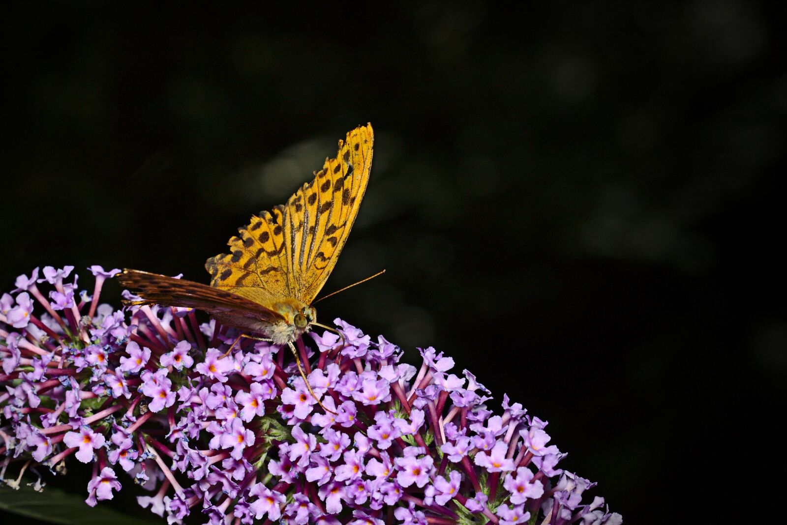 Canon EF 100mm F2.8L Macro IS USM sample photo. Butterfly, summer lilac, macro photography
