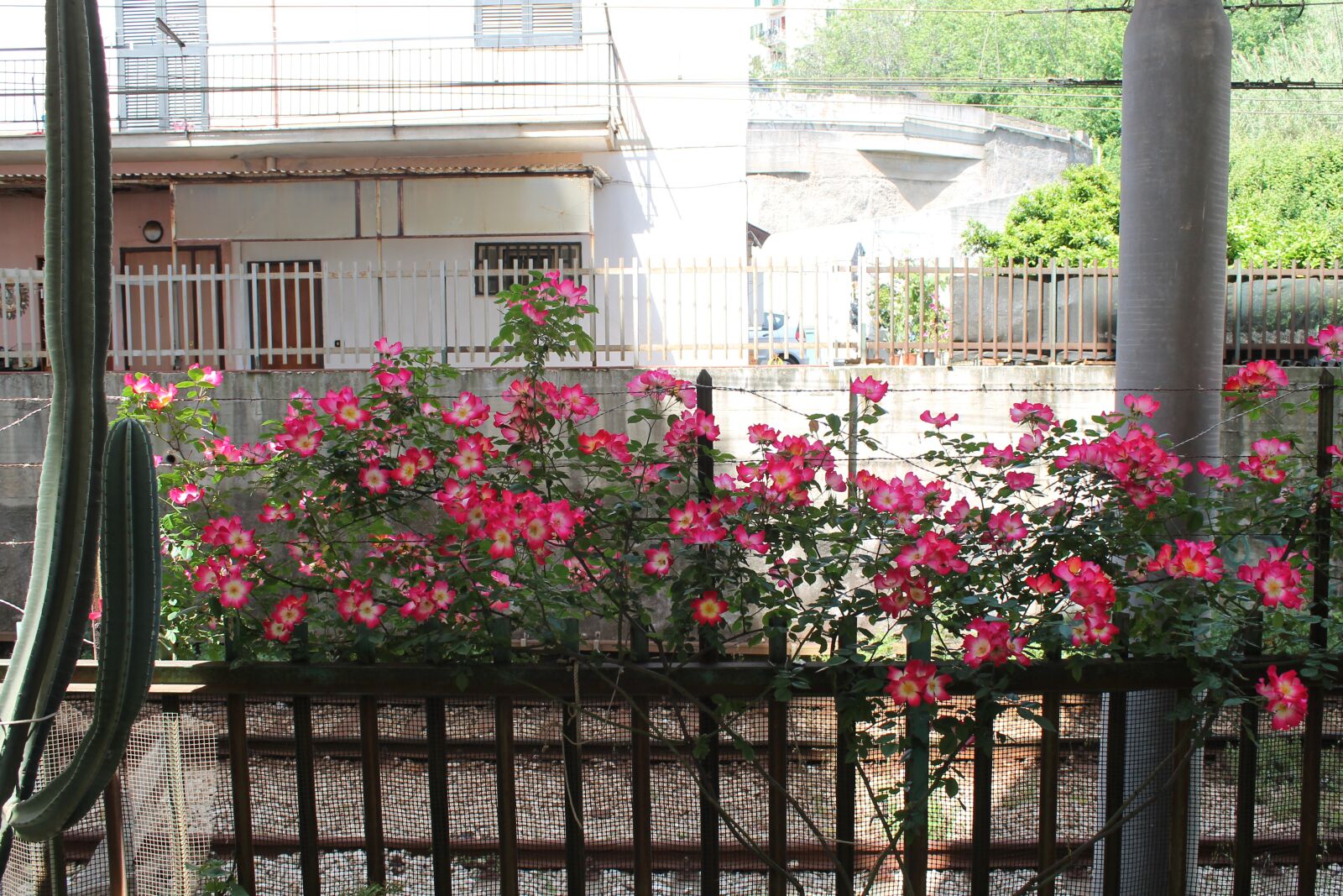 Canon EOS 1100D (EOS Rebel T3 / EOS Kiss X50) sample photo. Flowers, gate, flower photography