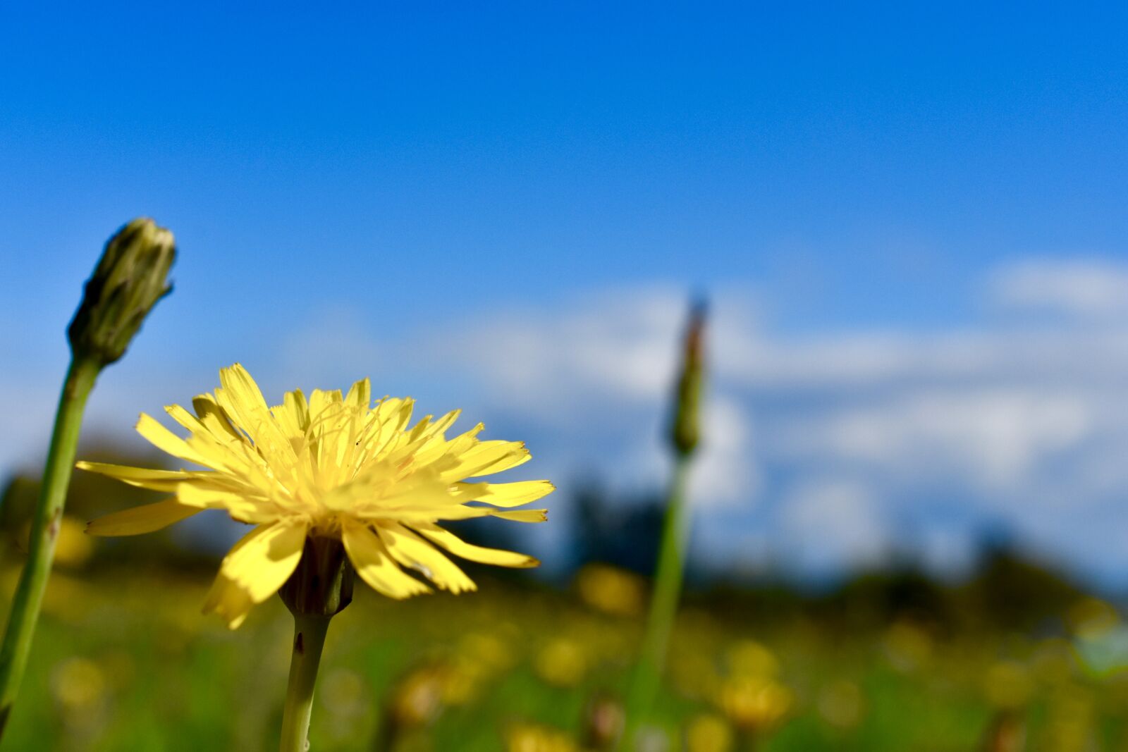Nikon D3400 sample photo. Flower, sky, blue photography