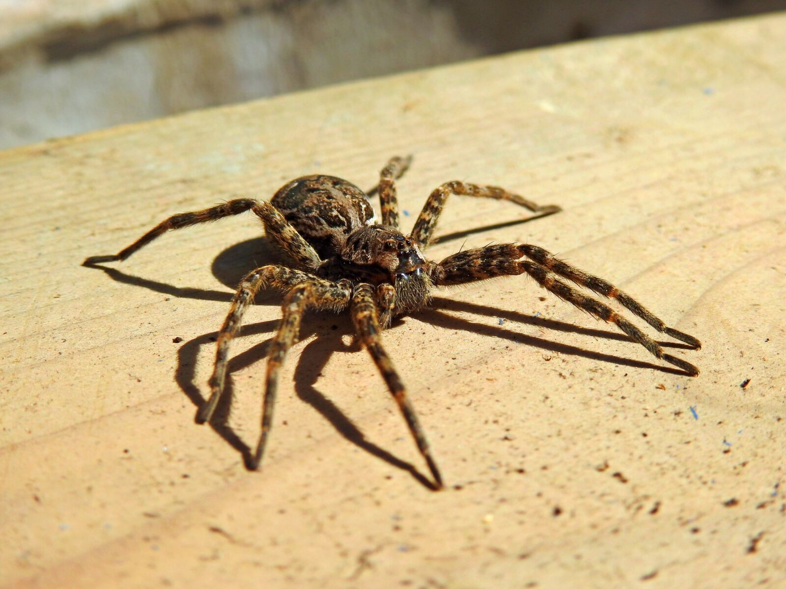 Nikon Coolpix P900 sample photo. Spider-wolf, spider, brown photography