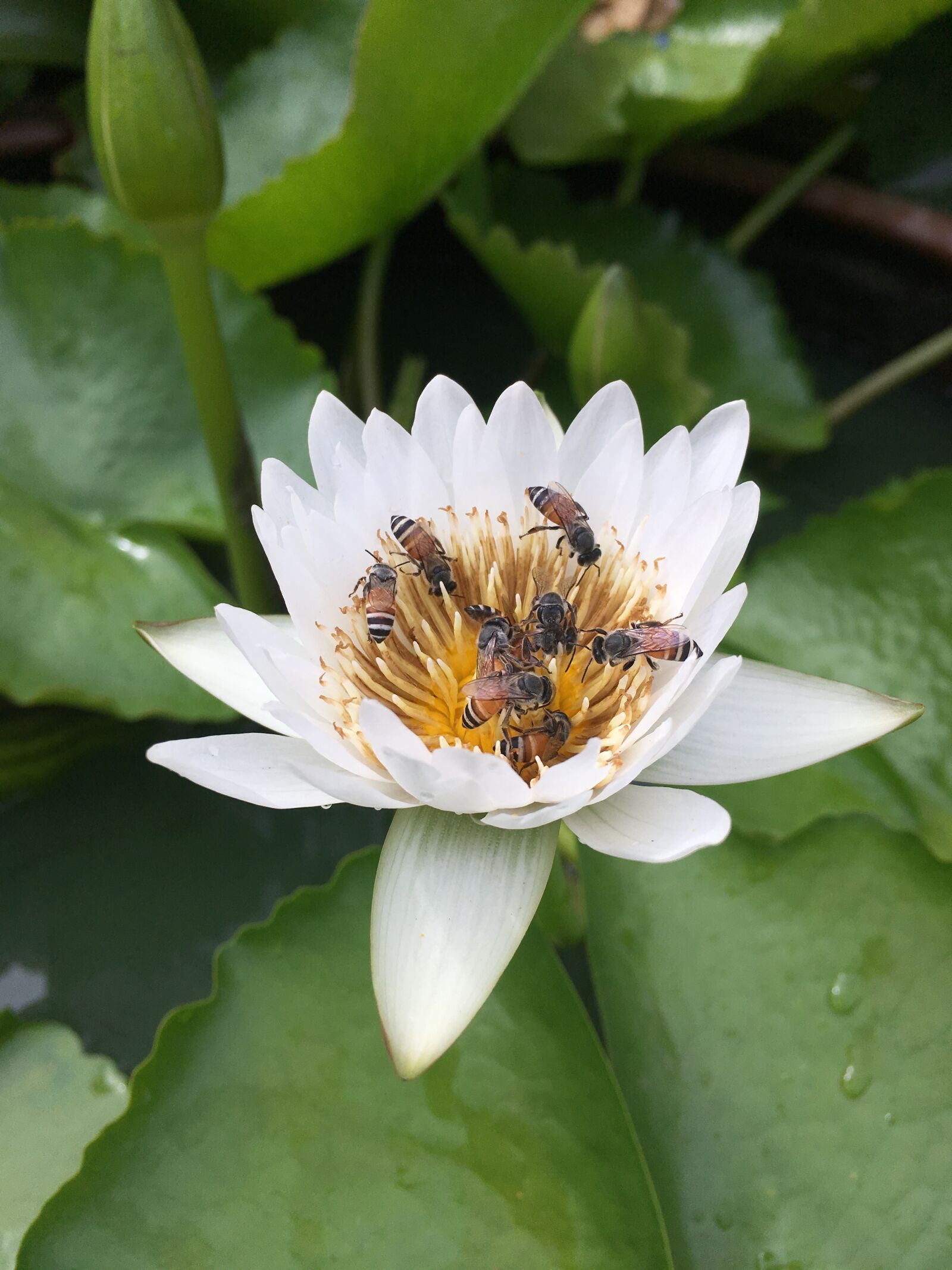 Apple iPhone SE sample photo. Flower, bee, white photography