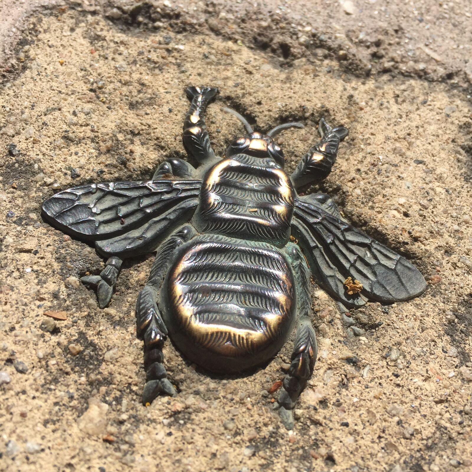 Apple iPhone 6 sample photo. Wasp, bronze, pavement photography