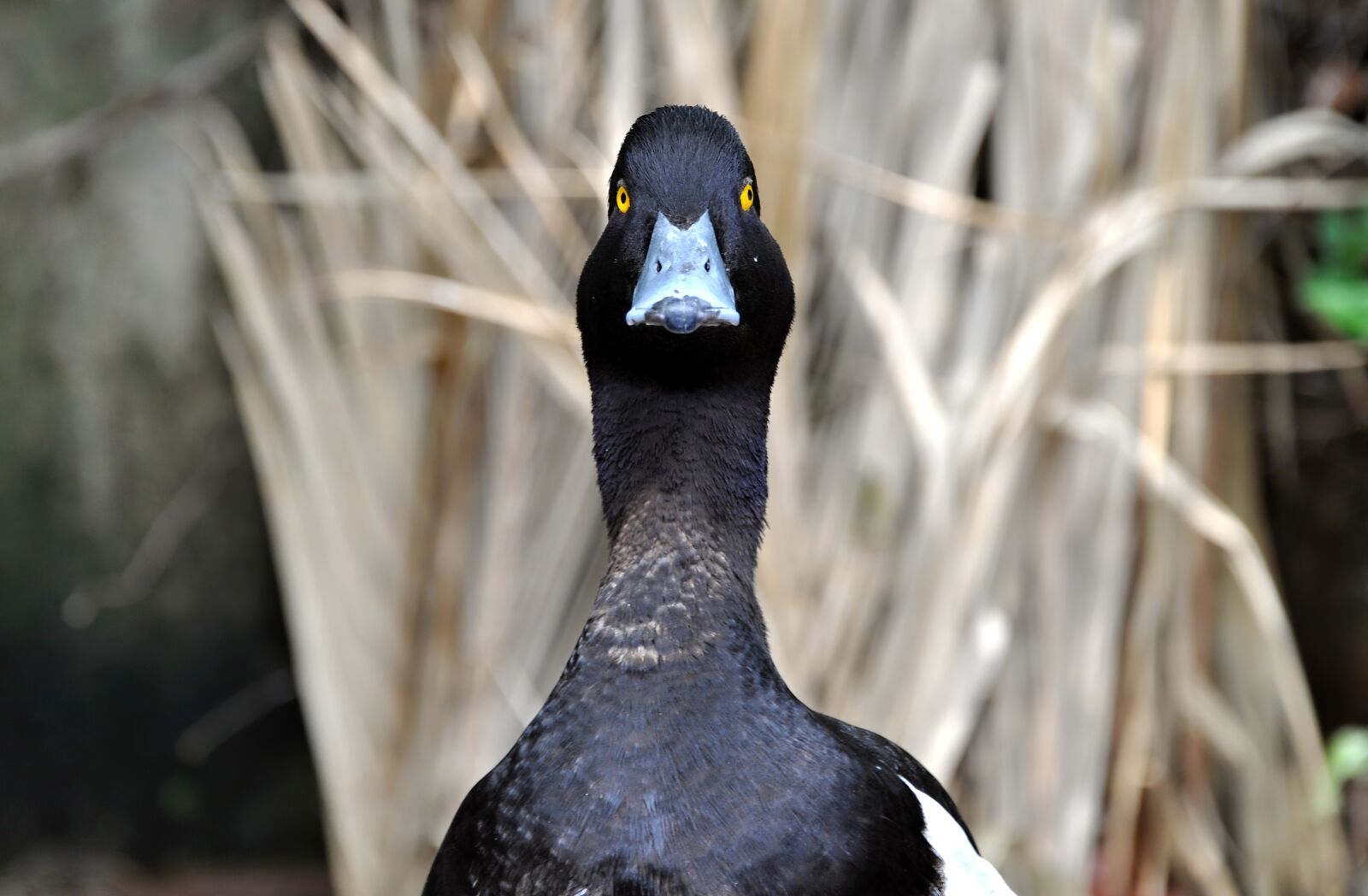 Nikon D5000 sample photo. Duck, mallard, ave photography