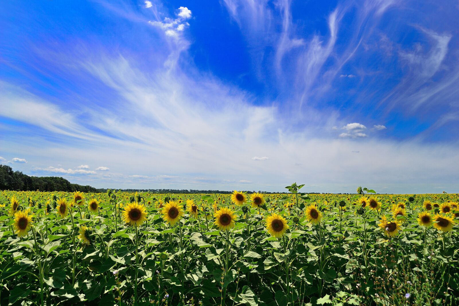 Nikon D3100 sample photo. Sky, summer, clouds photography