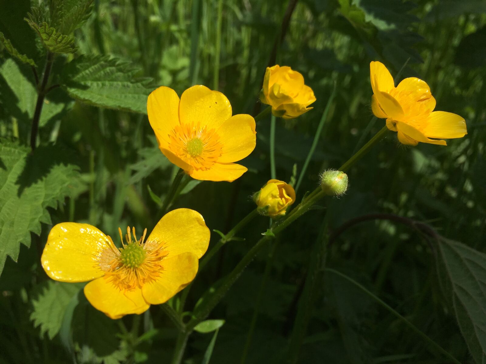 Apple iPhone 6s sample photo. Buttercup, flower, nature photography