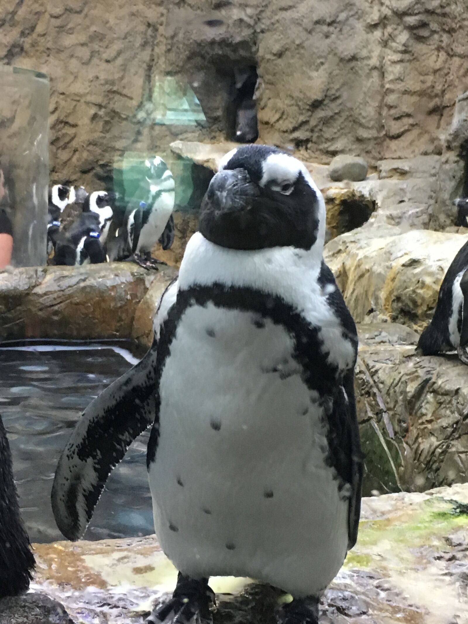 Apple iPhone 6s sample photo. Penguin, bird, cute photography