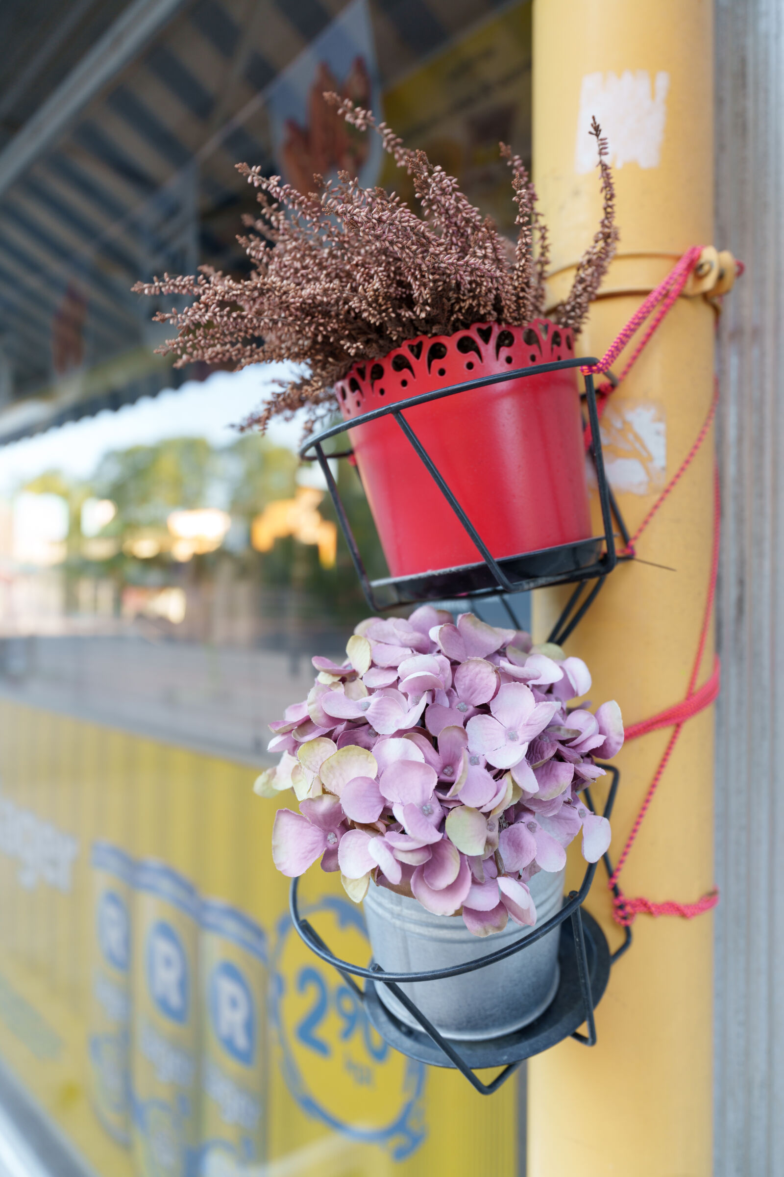 Sony a7R V sample photo. Flower pots by the photography