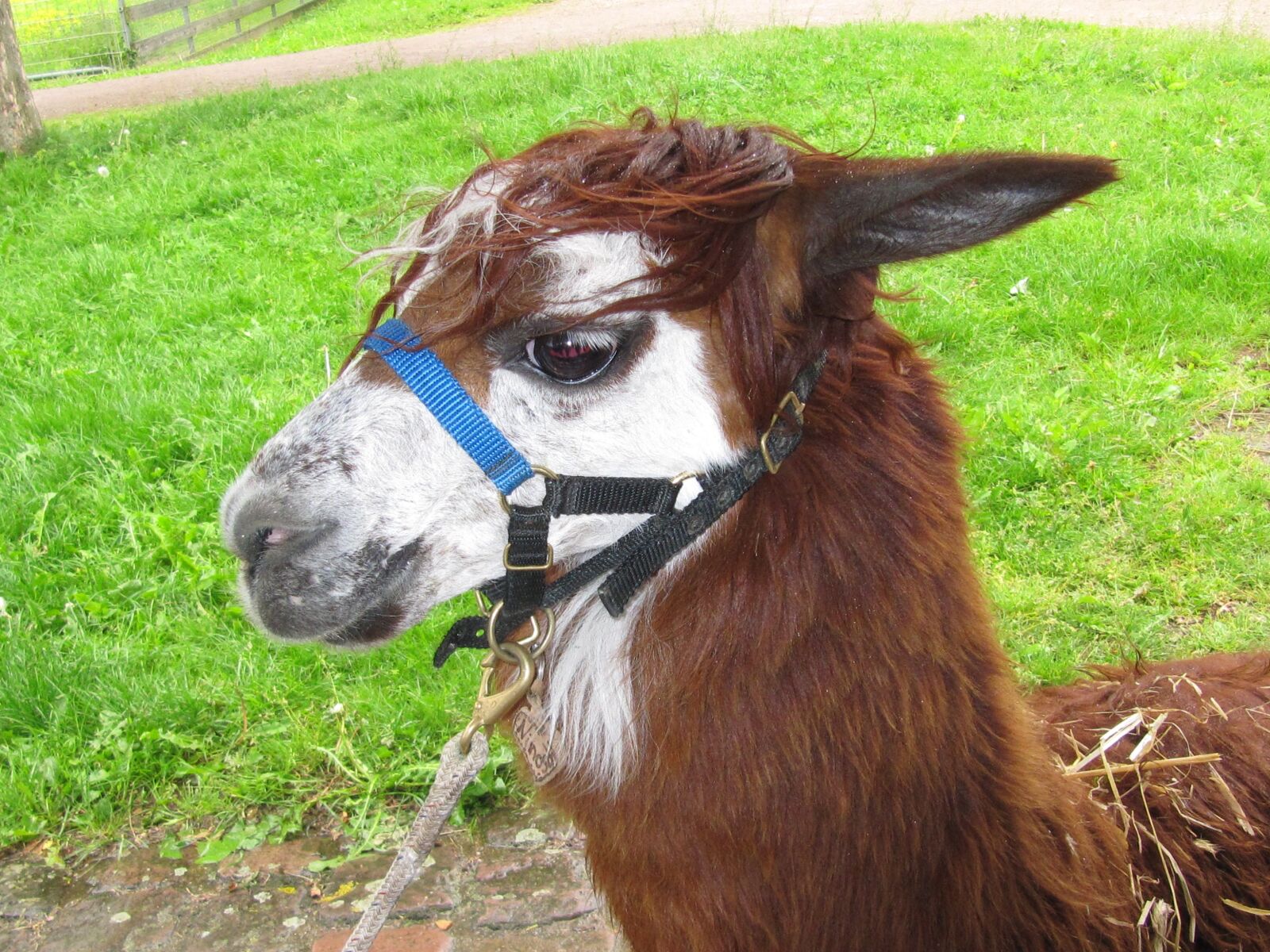 Canon PowerShot SX200 IS sample photo. Lama, camel-like, andes photography