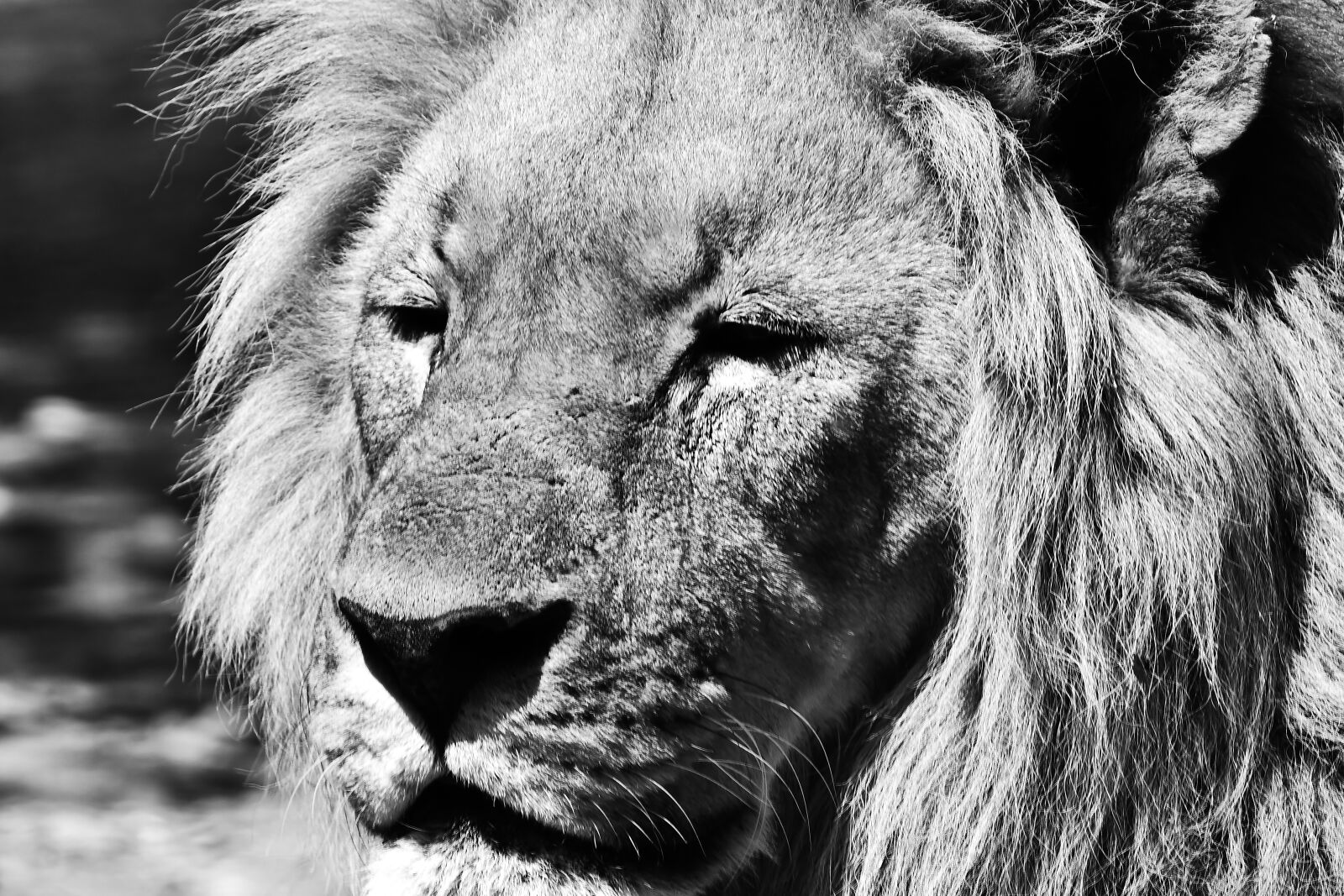 Nikon D500 sample photo. Lion, portrait, cat photography