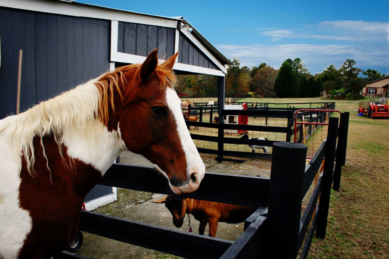 Canon EOS 400D (EOS Digital Rebel XTi / EOS Kiss Digital X) sample photo. Horse, farm, animal photography