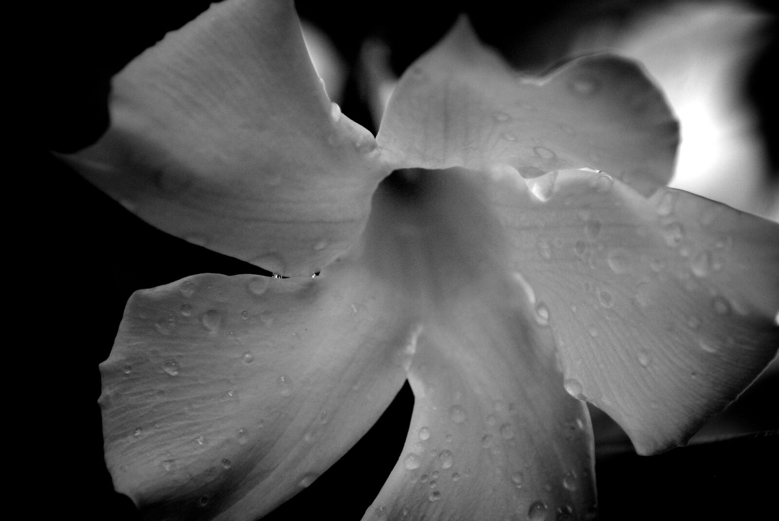 Sony Alpha DSLR-A200 sample photo. White, spring, flowers photography