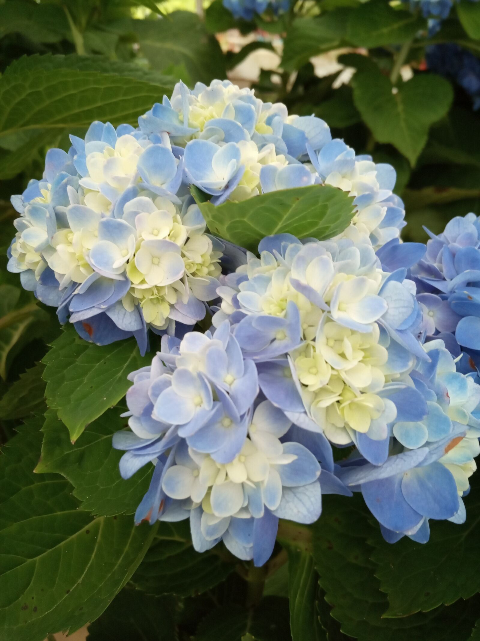 Xiaomi Redmi 6A sample photo. Flower, close up, blue photography