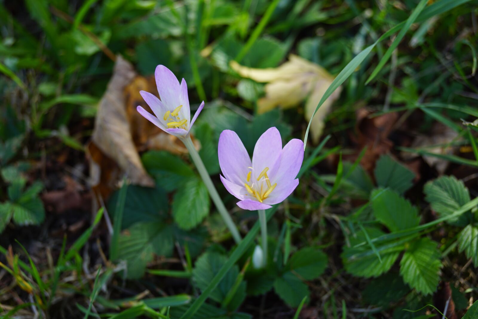 Sony DT 18-55mm F3.5-5.6 SAM II sample photo. Flowers, nature, blossom photography