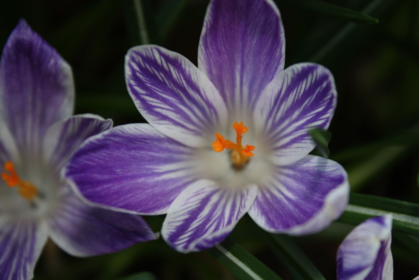 Canon EOS 450D (EOS Rebel XSi / EOS Kiss X2) sample photo. Crocus, spring, spring flower photography