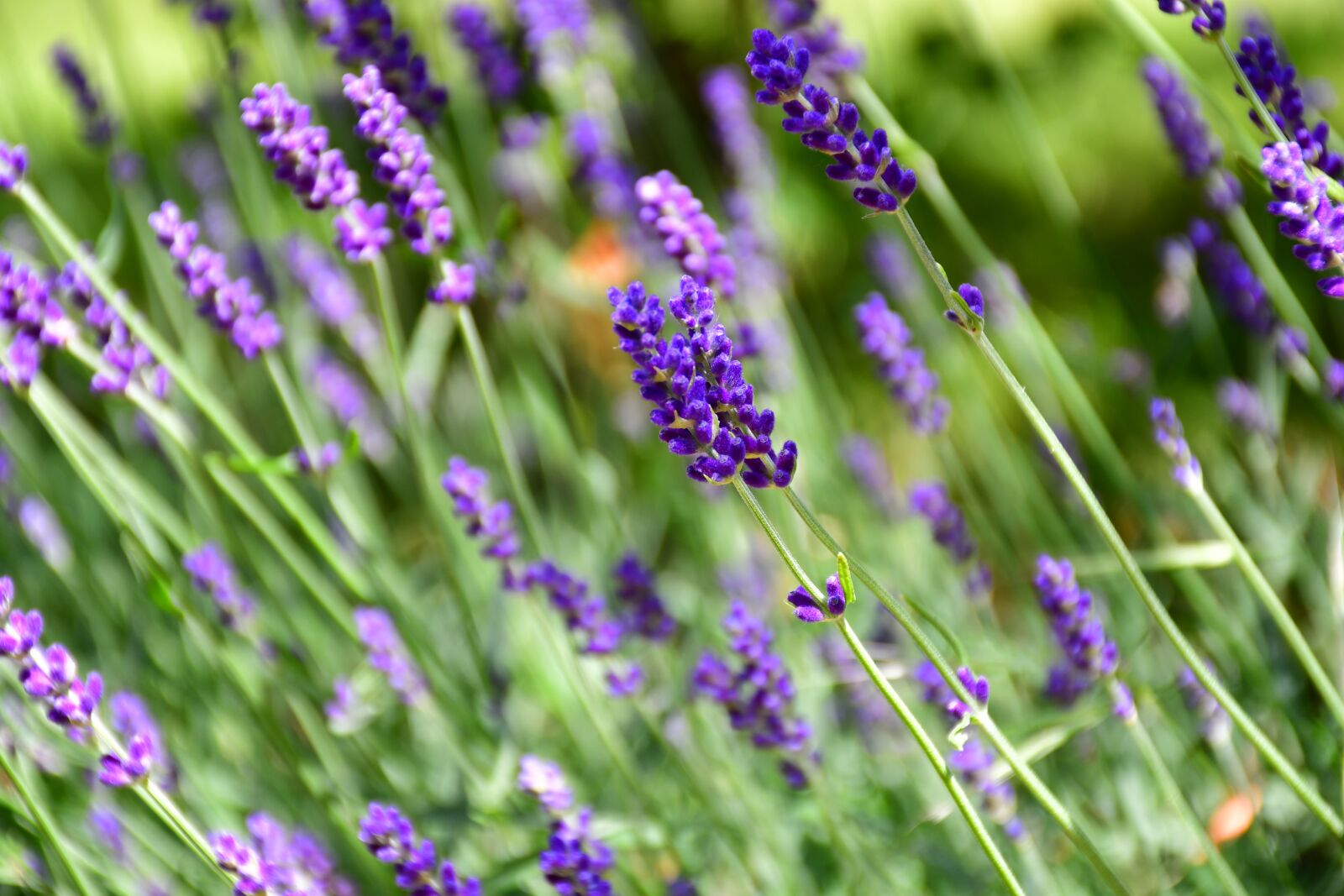 Nikon D7500 sample photo. Lavender, flowers, purple photography