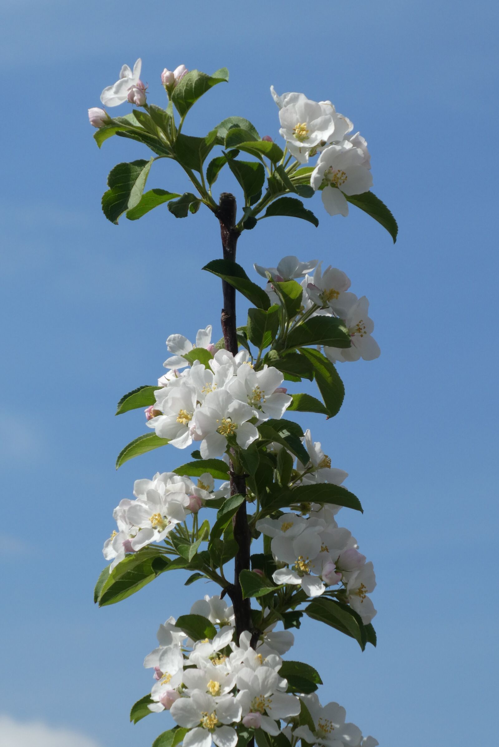 Panasonic Lumix DC-ZS70 (Lumix DC-TZ90) sample photo. Blossom, sierappelboom, spring photography