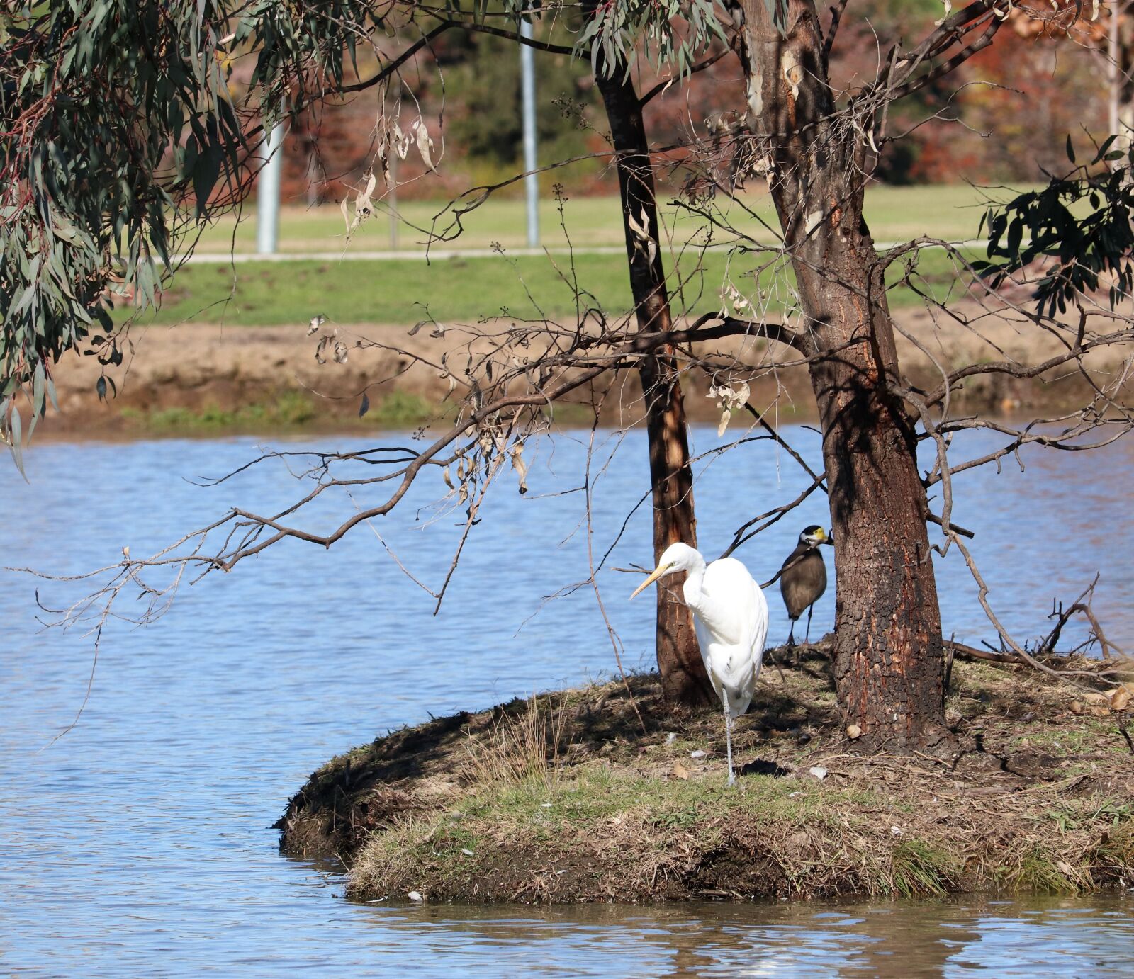 Canon EF-S 55-250mm F4-5.6 IS STM sample photo. Bird, white egret, island photography