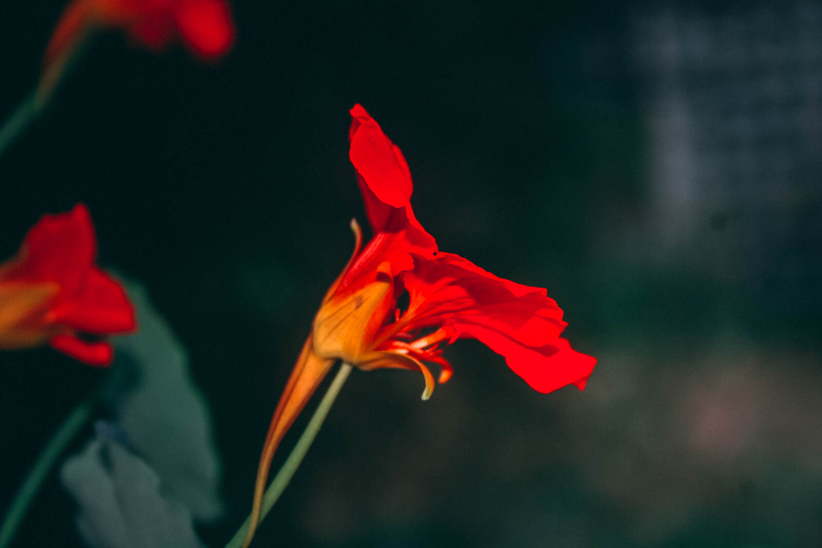 Canon EOS 20D sample photo. Dark, background, flower, orange photography