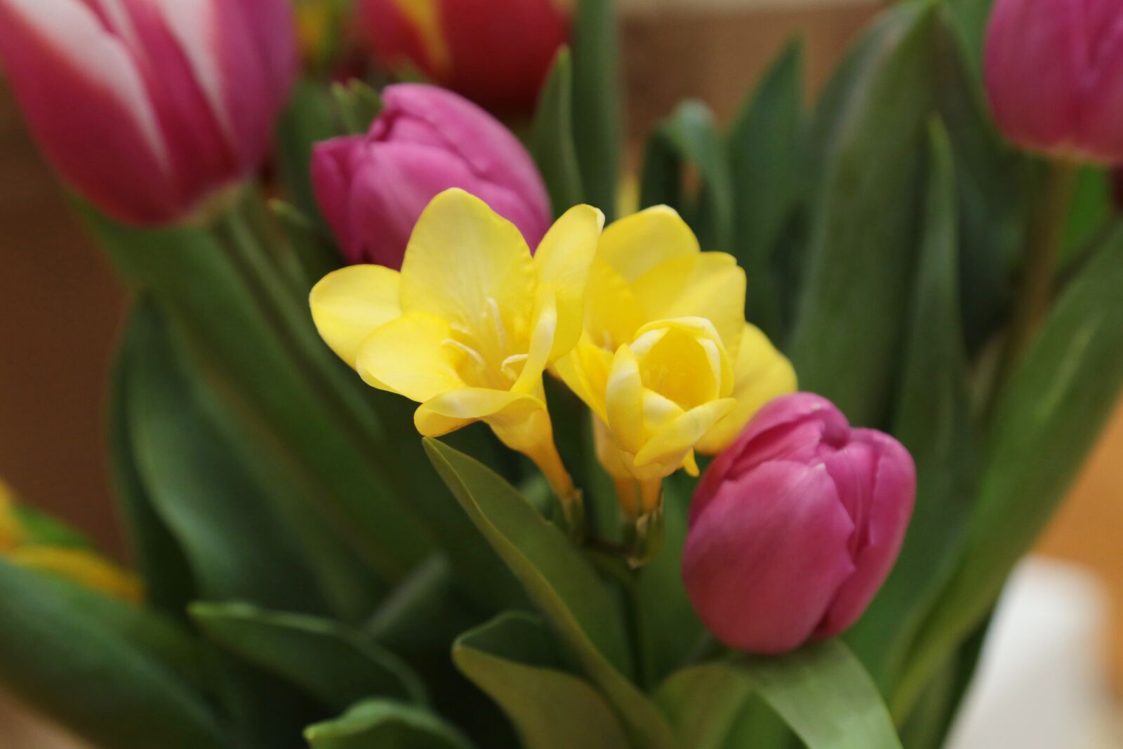 Canon EOS 6D + Canon EF 24-105mm F4L IS USM sample photo. Flowers, tulips, garden photography