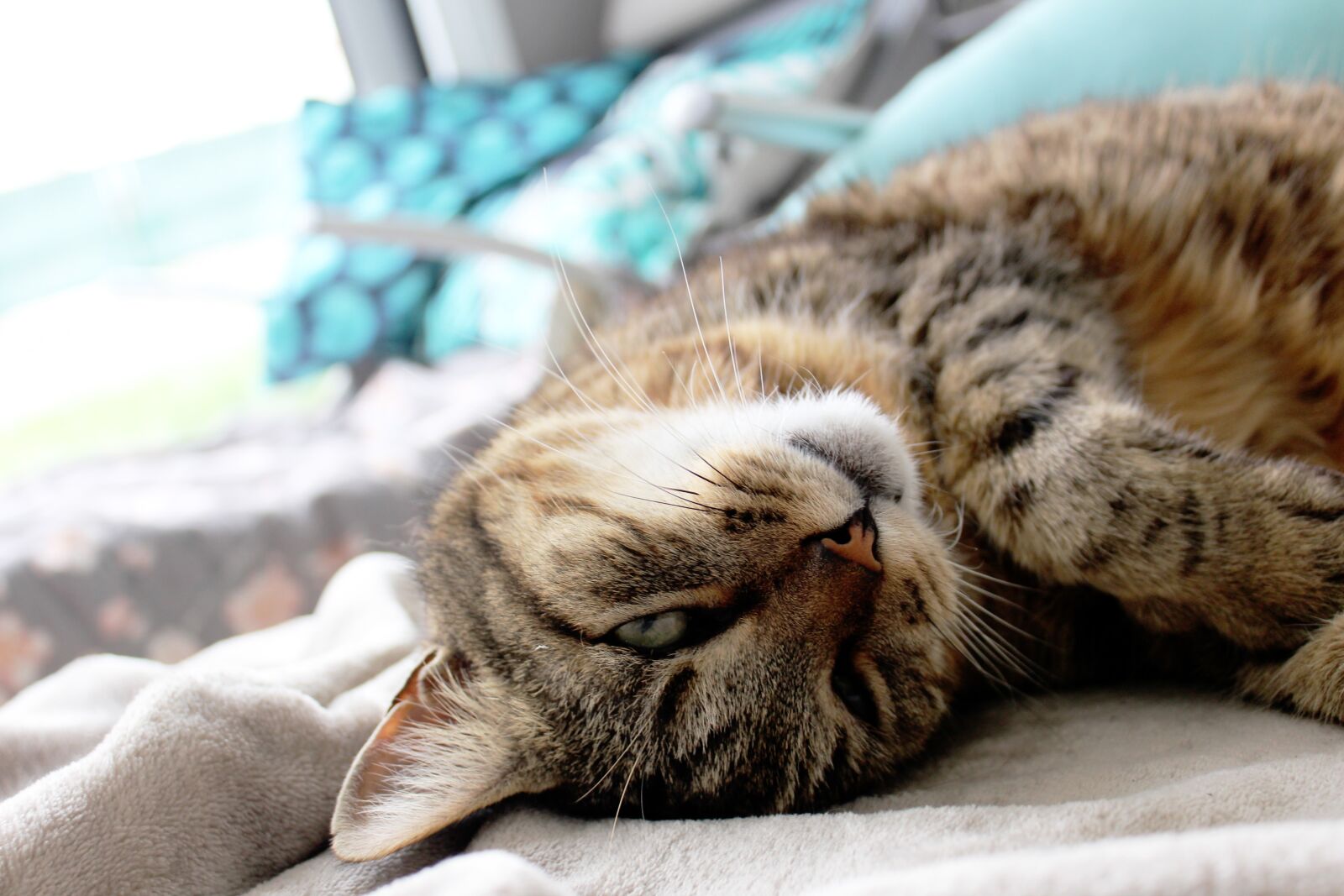 Canon EOS 1200D (EOS Rebel T5 / EOS Kiss X70 / EOS Hi) sample photo. Cat, feline, kitty photography