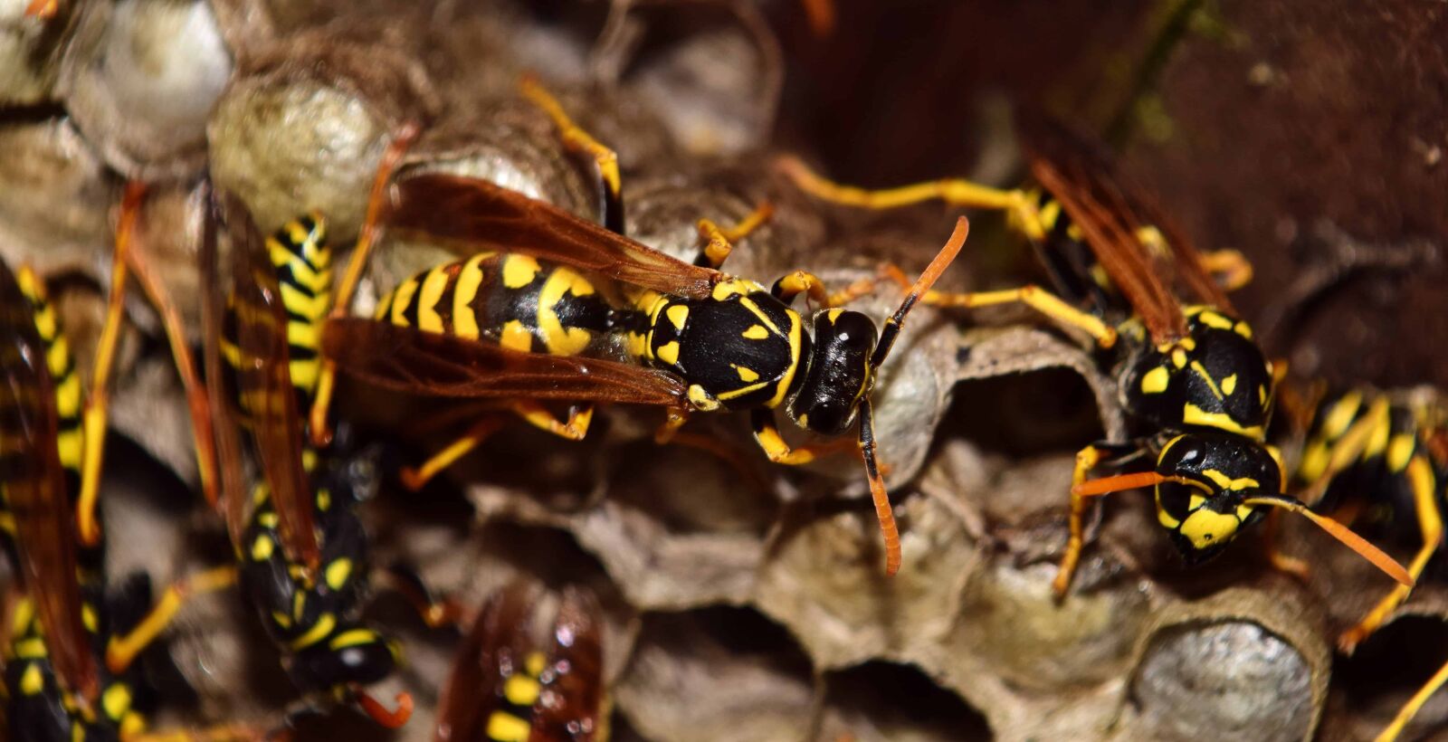 Nikon D3300 sample photo. Wasp, insect, macro, animal photography