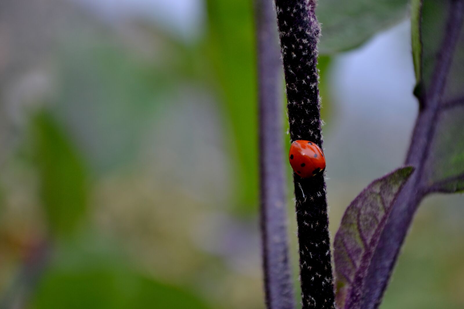 Nikon D3100 sample photo. Ladybug, red, green photography