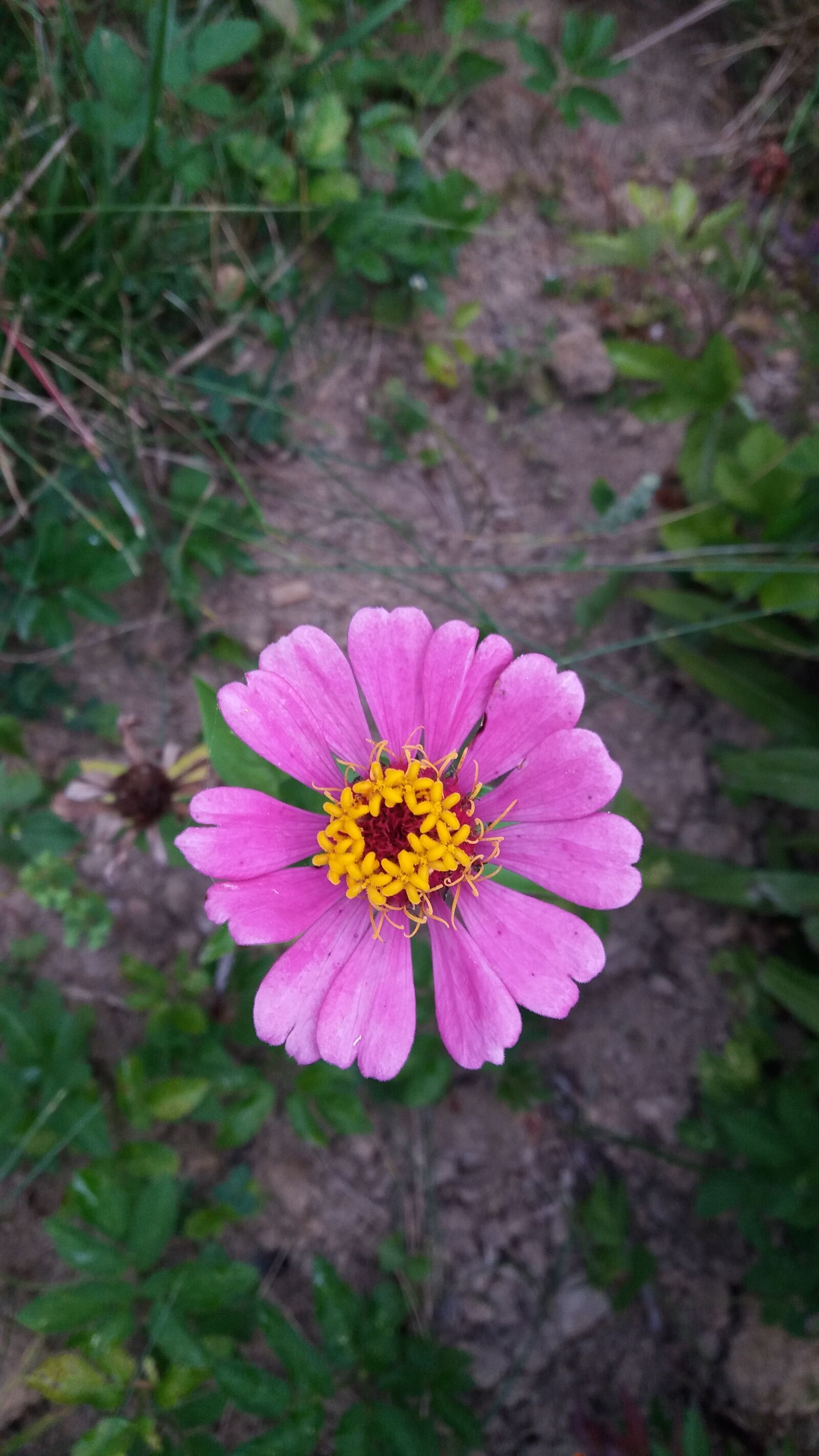 Samsung Galaxy J5 sample photo. Pink flowers, kv tka photography