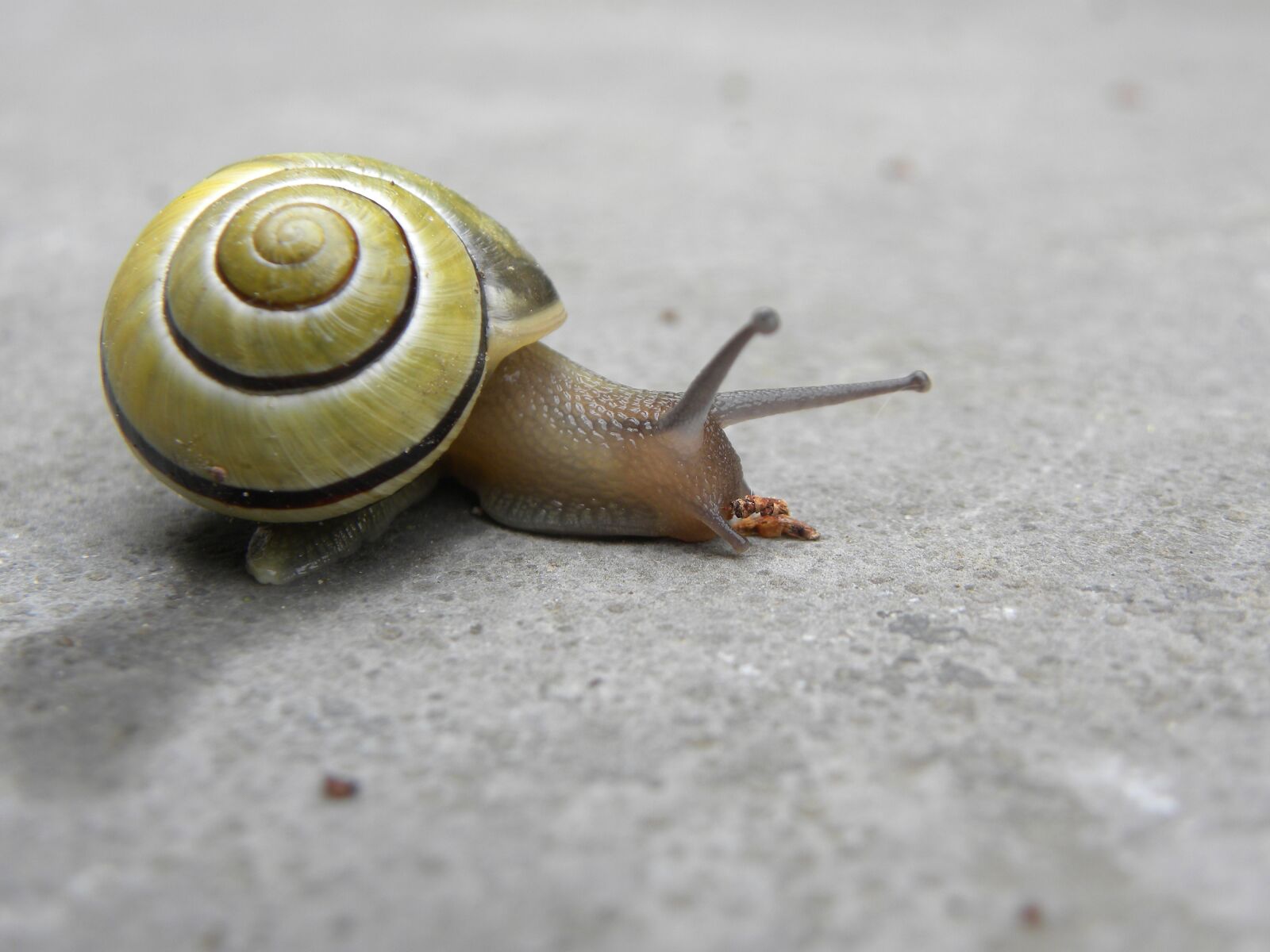 Nikon Coolpix P90 sample photo. Snail, nature, mollusc photography