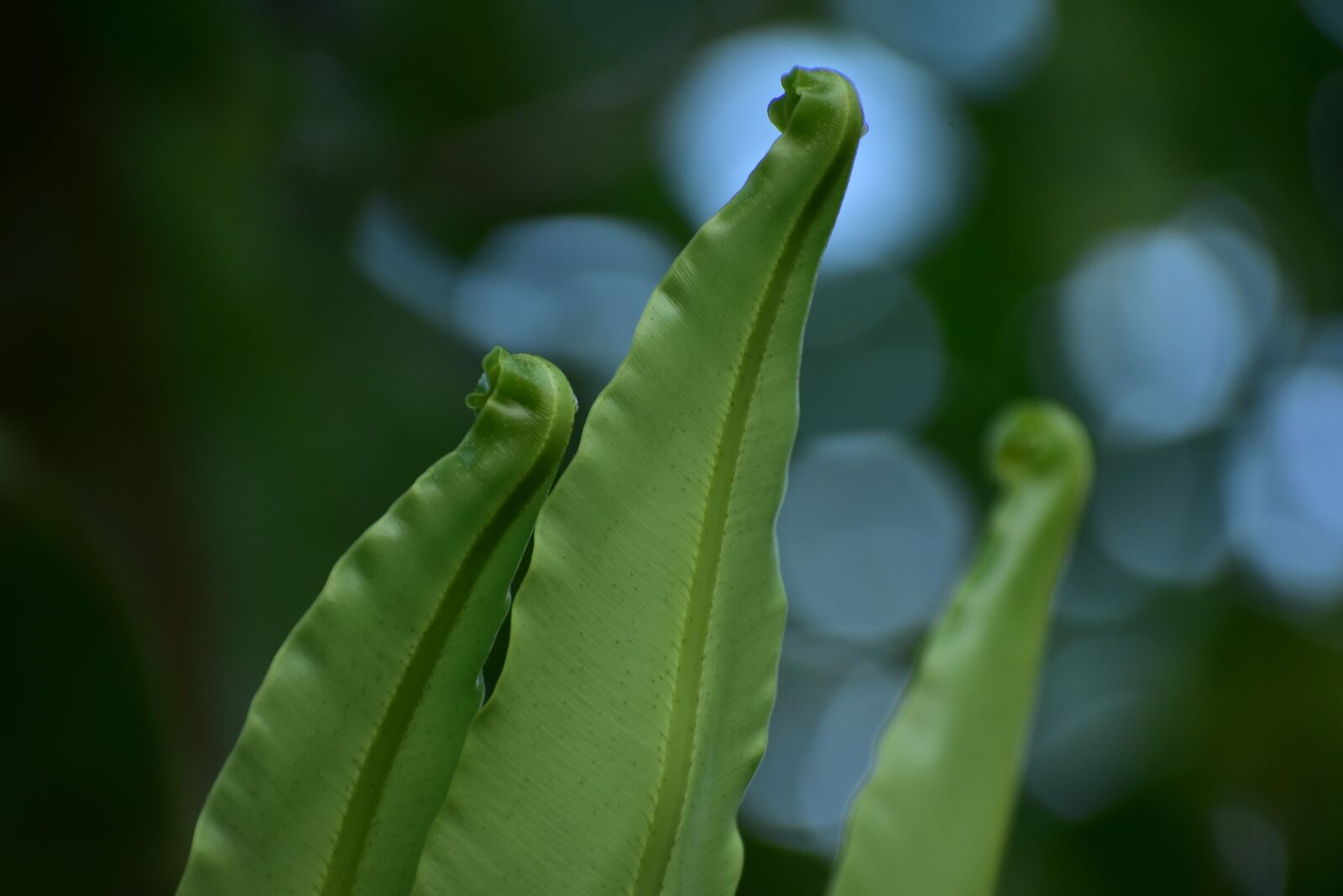 Nikon D3400 sample photo. Fern shoots, sprout, fiddlehead photography