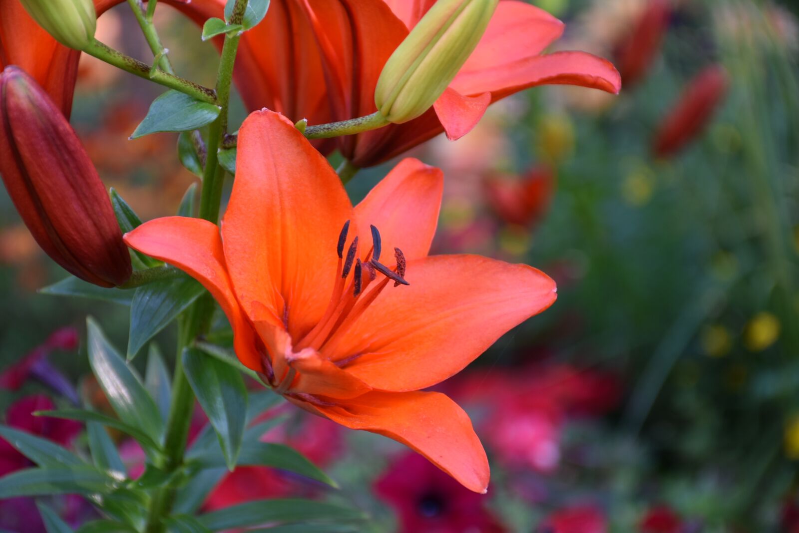 Nikon D7200 sample photo. Lily flower, blossom, bloom photography