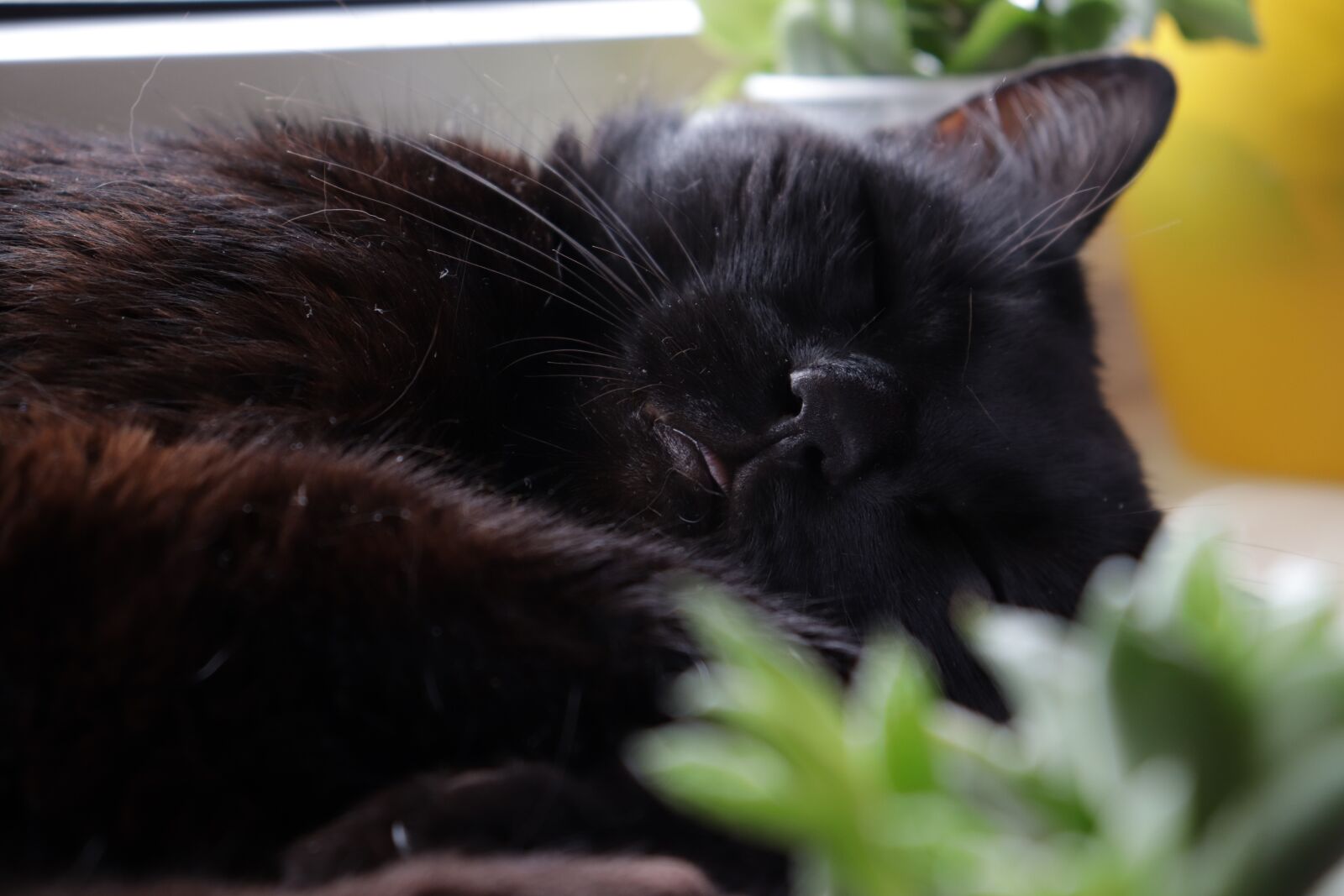 Canon EOS 200D (EOS Rebel SL2 / EOS Kiss X9) sample photo. Cat, black, animals photography