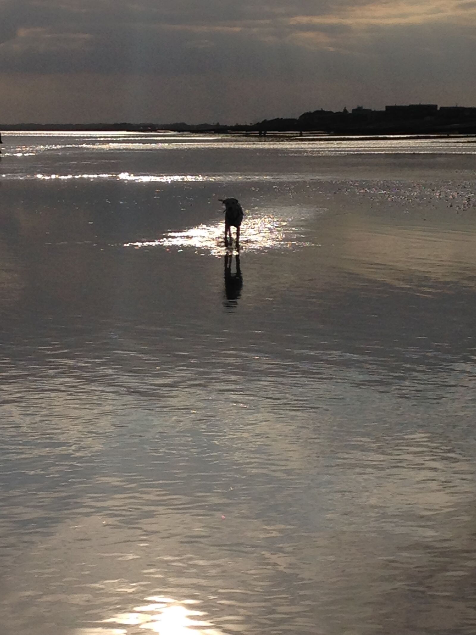 iPhone 5c back camera 4.12mm f/2.4 sample photo. Beach, dalmatian, dog, evening photography