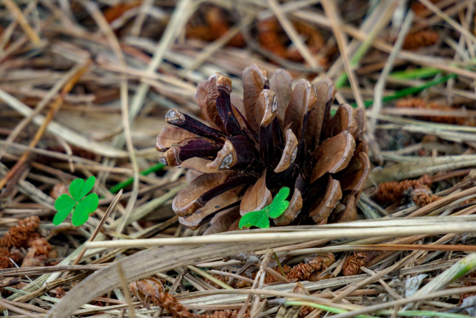 Canon PowerShot G3 X sample photo. Pine, echinacea, plant photography