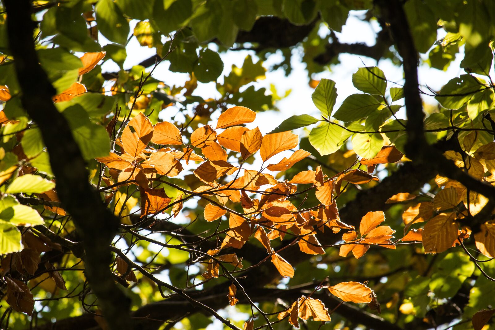 Canon EF-S 55-250mm F4-5.6 IS STM sample photo. Fall foliage, leaves, autumn photography