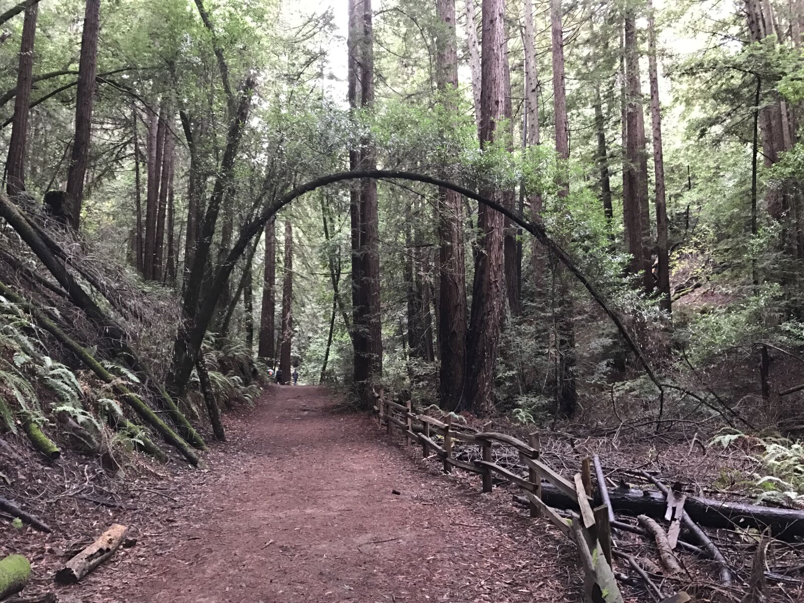 iPhone 7 back camera 3.99mm f/1.8 sample photo. Trail, trees, wood photography