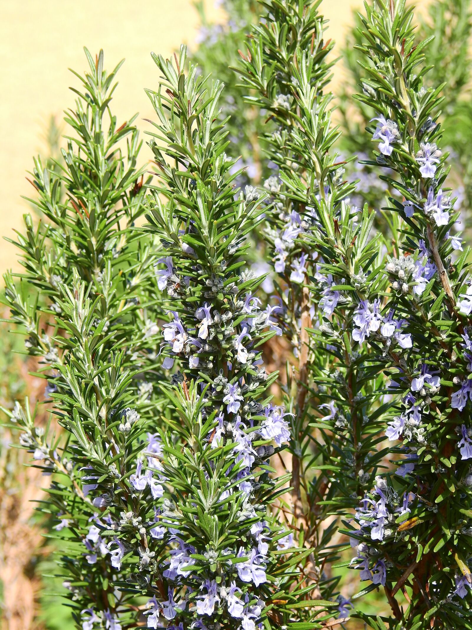 Nikon Coolpix P900 sample photo. Rosemary, spice, plant photography