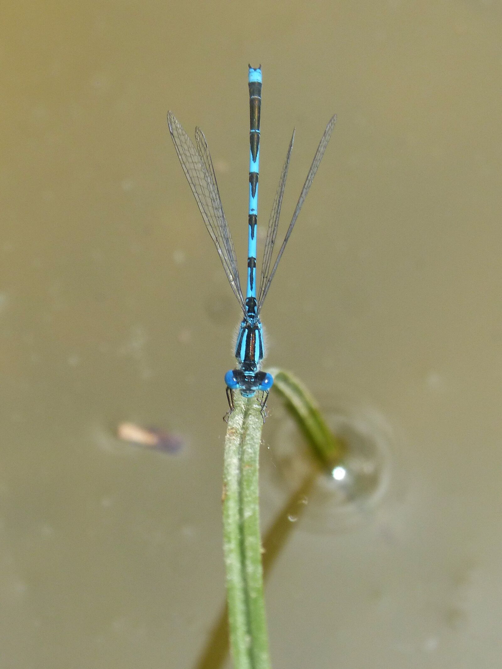 Panasonic DMC-FZ62 sample photo. Blue dragonfly, damselfly, leaf photography